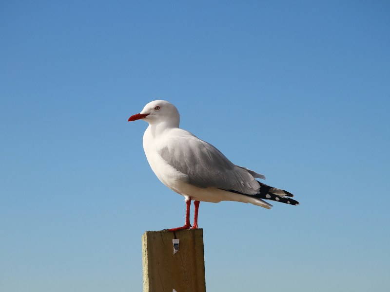 Ferienwohnung Winter Maasholm Schlei Ostsee Möwe Kontakt
